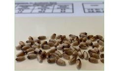 Grain Analyzer for Detection of Black Fungus in Wheat