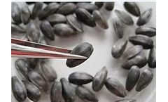 Grain Analyzer for Sunflower Seeds Quality Control
