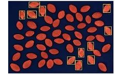 Grain Analyzer for Squash phenotyping and grading