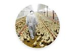 Porphyrio - Modular Broiler Chain Optimizer System