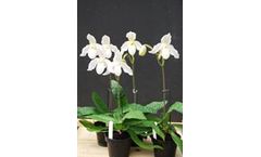 Perfect Conditions for Thriving Orchids