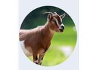 AMTS - Farm Small Ruminants Software