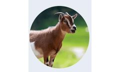 AMTS - Farm Small Ruminants Software
