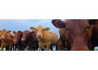 AMTS - GrowingCattle Beef and Feedlot Software