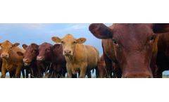 AMTS - GrowingCattle Beef and Feedlot Software
