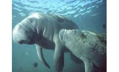 Endangered Species Assessments