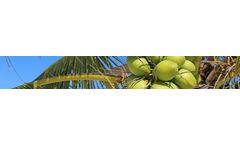 Coconut Shell Activated Carbon