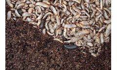 Insect feeding with Weda technology