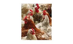 Humic Acids for Animal Breeding