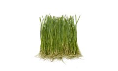 Arundo - Bare-root Plantlet