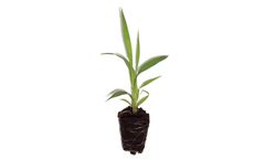 Arundo Soil-ball Plantlet