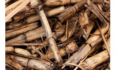 ARUNDO - Biomass Energy