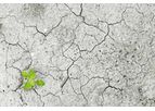 Arundo - Bioremediation
