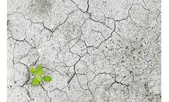 Arundo - Bioremediation