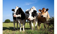 Western-Clay - Redmond Conditioner