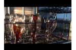 Washing bottles used in the olive oil industry - Video