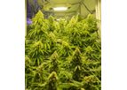 AEtrium - Commercial Hydroponic Bloom Automation System