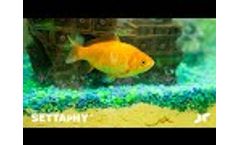 Simple Solution for a Clean Environment Video