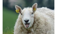 Animal Husbandry