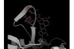 Interaction video between the protein 4NWC and GinsenosideRf - Video