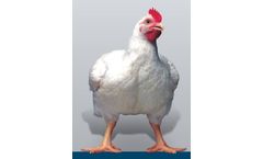 Ross - Model 308 - Broiler Breeder