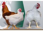 Rowan - Model 708 - White-Feathered Female Broiler Breeder