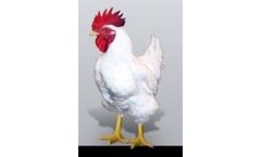 Yield - Model Plus - Male Broiler Breeder