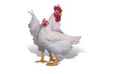 Ross - Model 708 - Broiler Breeder
