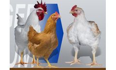 Rowan Ranger Premium - Female Broiler Breeder