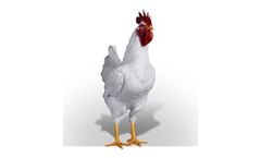 Aviagen - Model Pro - Male Broiler Breeder