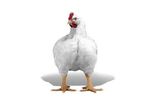 Ross - Model 308 AP - Broiler Breeder