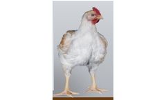 Rowan Ranger Classic - Brown Feathered Female Broiler Breeder