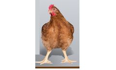 Rowan Ranger - Brown Feathered Female Broiler Breeder