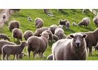 Folio3 - Sheep Record Keeping Software
