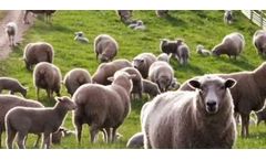 Folio3 - Sheep Record Keeping Software