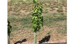 Tubex - Standard Vine Shelter