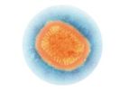 Model ACAM2000 - Virus Smallpox Vaccine
