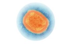 Model ACAM2000 - Virus Smallpox Vaccine