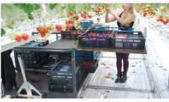 Greencart - Model SHC - Strawberry Harvest Cart