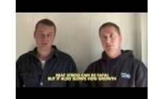 Happy Hogs - A tale of Two Hog Barns Video
