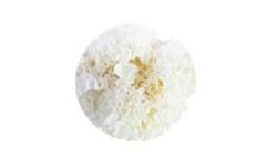 Mai Fu Tong - Hydatid Powder