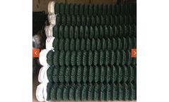 Sunflower - Chain Link Fence