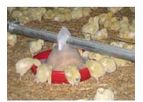 Prüllage - Broiler Housing System