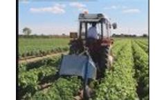 Fornasier Cesare & C. green topping Video