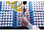 Avian Vaccine Services