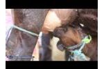 Milking Machine in India | Krishna Allied Industries Video