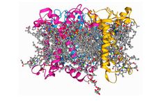 Understanding the Light-Harvesting Photosystem II; Utilising Transient Absorption to Study a Molecular Triad’s Photoinduced Electron Transfer Reactions
