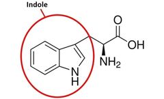 Red-Edge Excitation Spectroscopy of Proteins with the FS5 Spectrofluorometer