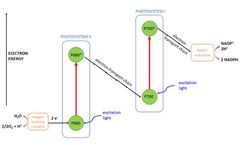 Temperature-Dependent Quantum Yield of Fluorescence from Plant Leaves 