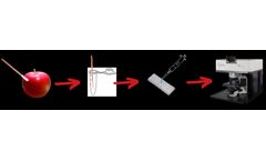 Pesticide Detection on Apple Skin Using SERS